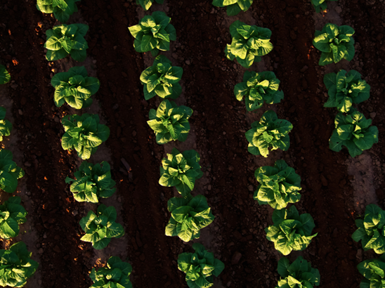 A line of crops in a field.