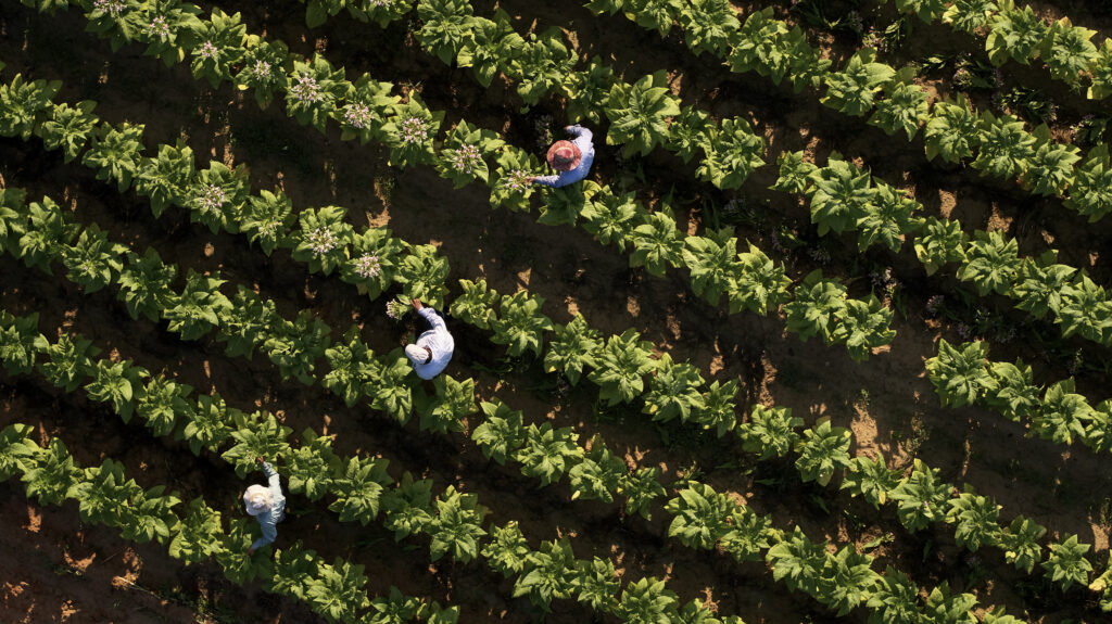 Farmers working in a field with crops.