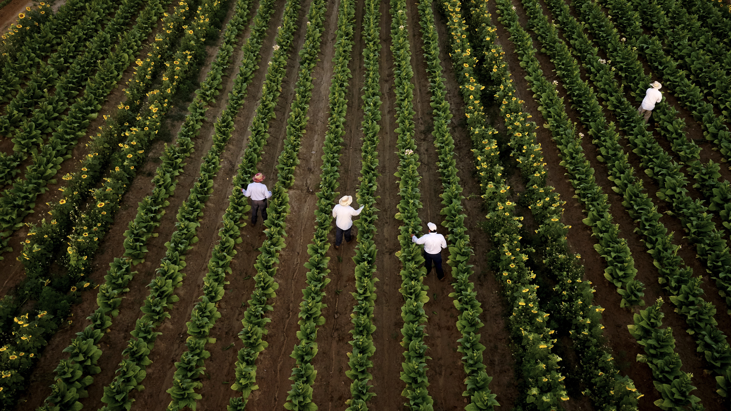 Tobacco farmers working in a tobacco farming field.