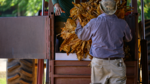 Supporting U.S. Tobacco Farmers to Thrive